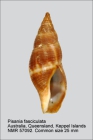 Pisania fasciculata