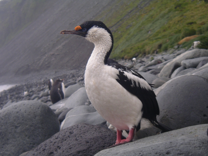 Heard Island cormorant Heard Island cormorant