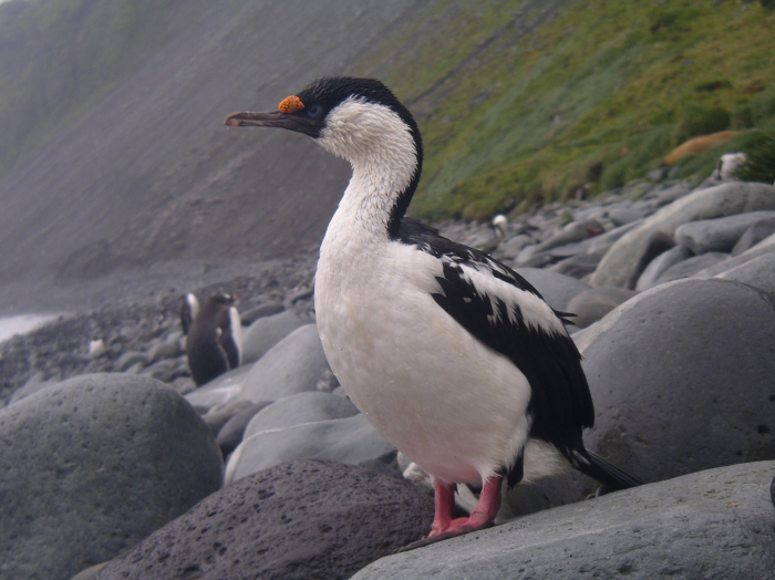 Heard Island cormorant