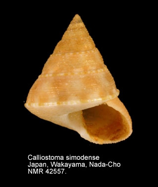 Calliostoma simodense