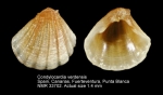 Condylocardia verdensis