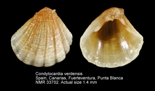 Condylocardia verdensis