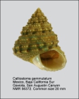 Calliostoma gemmulatum