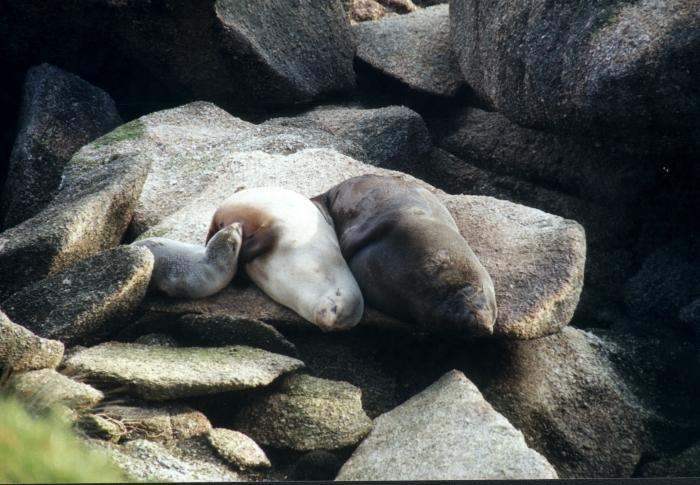 New Zealand Fur seal New Zealand Fur seal