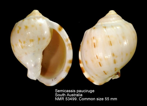 Semicassis paucirugis
