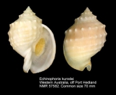 Echinophoria kurodai