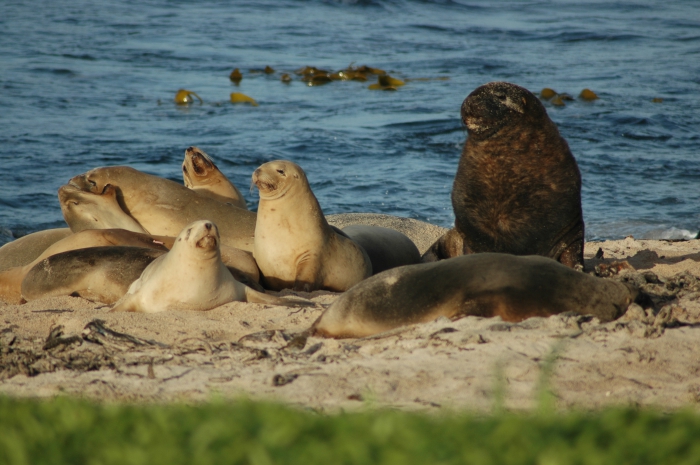 New Zealand Sea Lion New Zealand Sea Lion