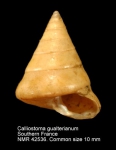 Calliostoma gualterianum