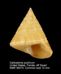 Calliostoma pulchrum