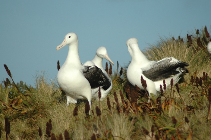 Southern Royal Albatross