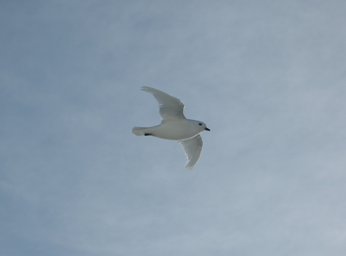 Snow petrel Snow petrel
