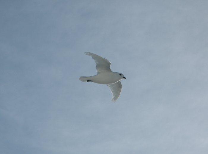 Snow petrel