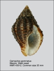 Gemophos gemmatus