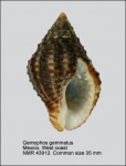 Gemophos gemmatus