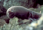 South American Fur seal