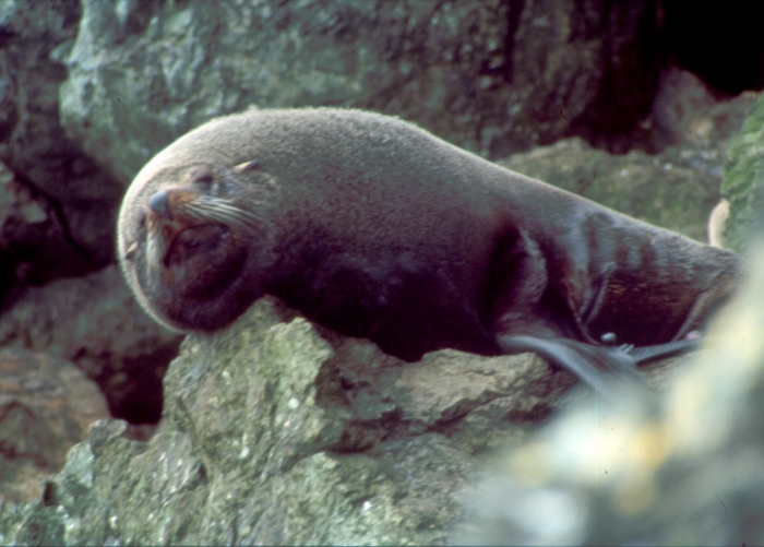 South American Fur seal South American Fur seal