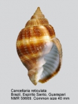 Cancellaria reticulata