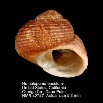 Homalopoma baculum