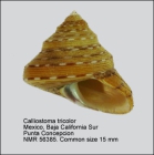 Calliostoma tricolor