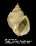 Merica westralis