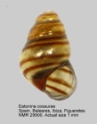 Eatonina cossurae