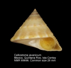 Calliostoma javanicum