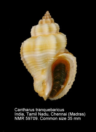 Cantharus tranquebaricus