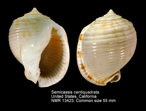 Semicassis centiquadrata