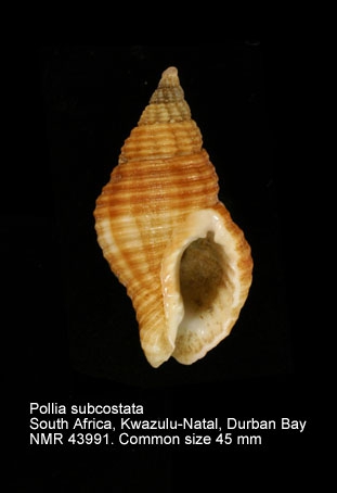 Pollia subcostata