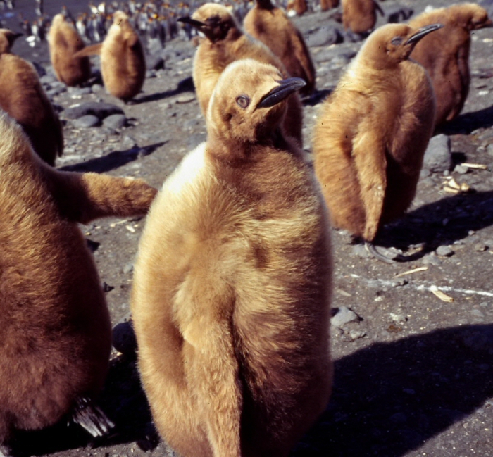 King penguin chick King penguin chick