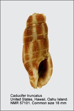 Caducifer truncatus