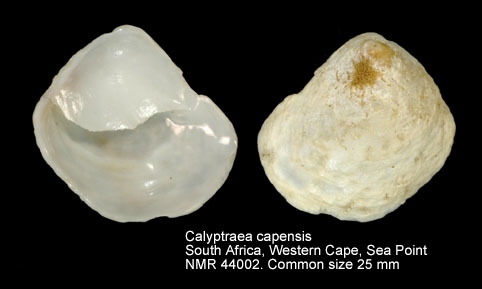 Calyptraea capensis