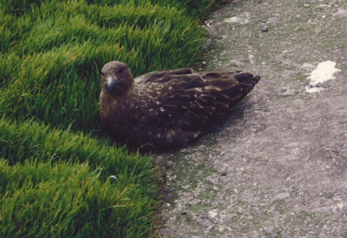 Antarctic skua