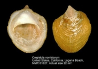 Crepidula norrisiarum