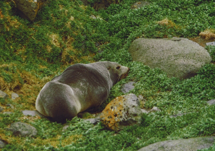 sub-Antarctic fur seal sub-Antarctic fur seal