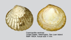 Coanicardita ventricosa