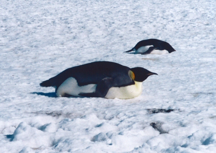 Emperor penguin Emperor penguin