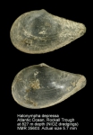 Halonymphidae