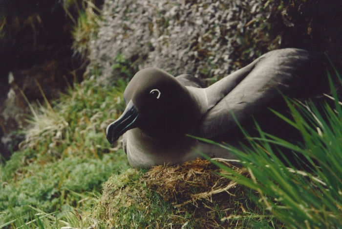 Light-mantled sooty albatross