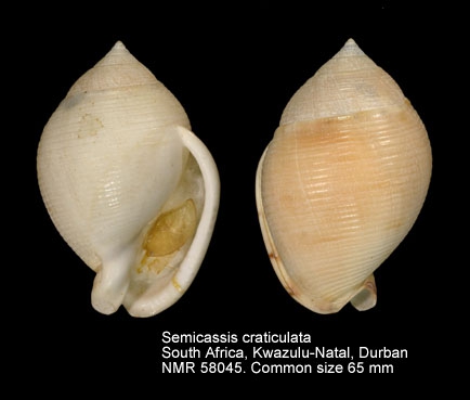 Semicassis craticulata