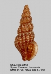 Chauvetia affinis