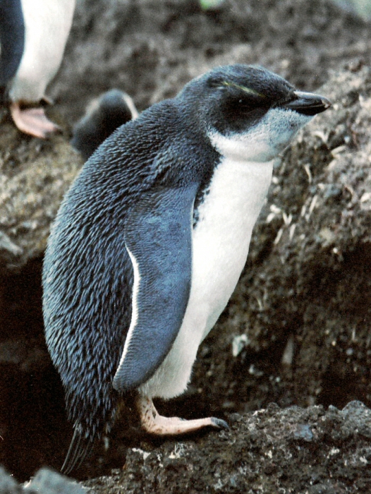 Southern rockhopper penguin