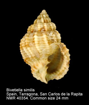 Bivetiella similis