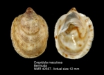 Crepidula maculosa