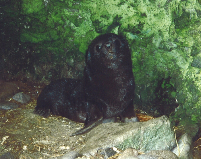 sub-Antarctic fur seal sub-Antarctic fur seal