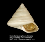 Calliostoma zizyphinum var. lyonsi