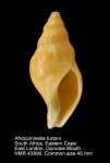 Buccinidae