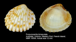 Purpurocardia bimaculata