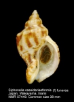 Siphonalia cassidariaeformis