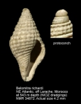 Belomitridae